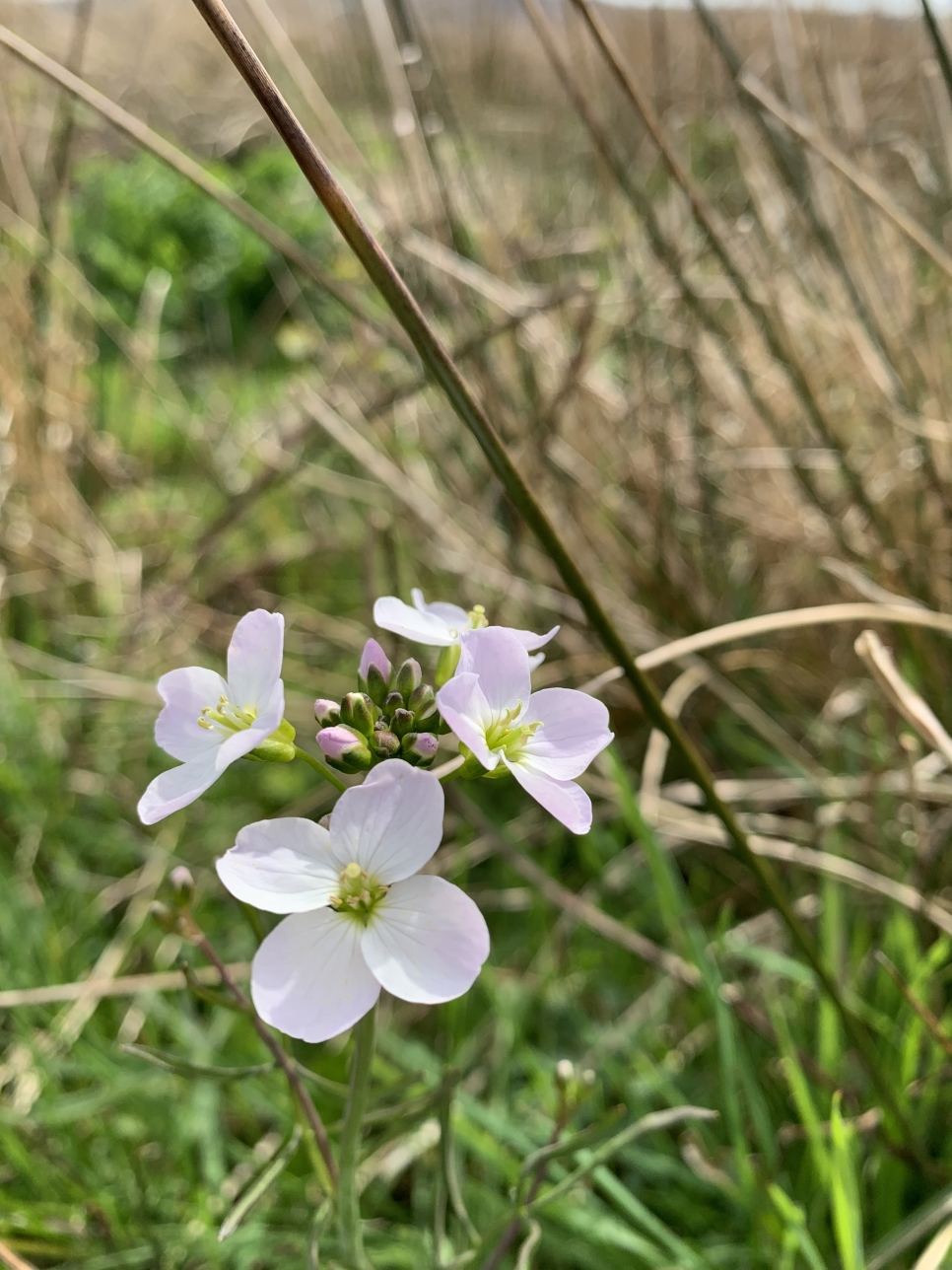 Recent Sightings 2nd-8th April